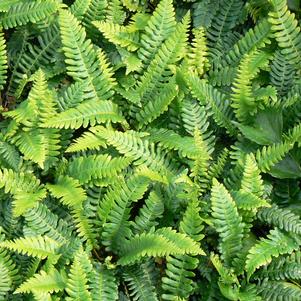 Blechnum spicant