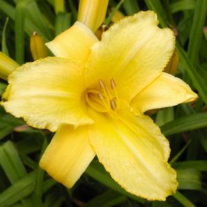 Hemerocallis Mary Todd