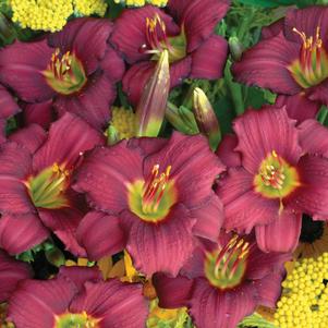 Hemerocallis Pardon Me