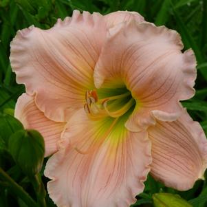 Hemerocallis Barbara Mitchell