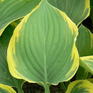 Hosta Sagae