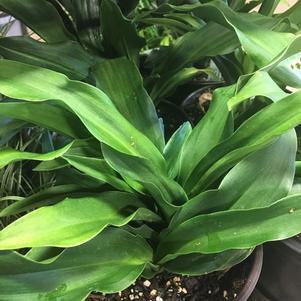 Rohdea japonica Lily of China