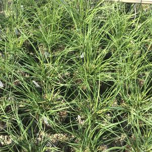 Cortaderia x Pumila