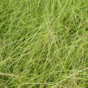 Miscanthus Little Kitten