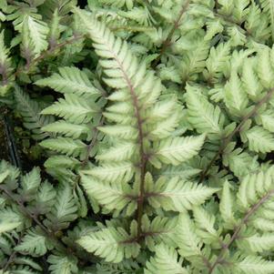 Athyrium Nip Applecourt