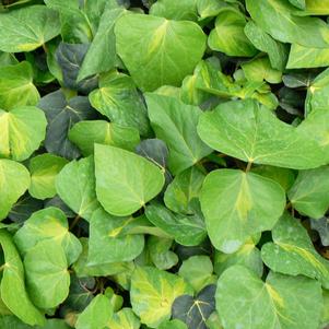 Hedera colchica Sulphur Heart