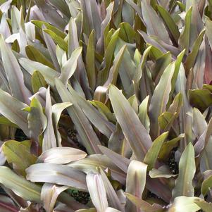 Eucomis Sparkler
