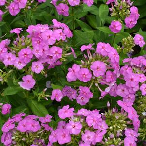 Phlox paniculata Lilac Flame