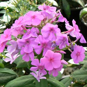 Phlox paniculata Purple Flame