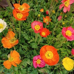 Papaver Wonderland Mix