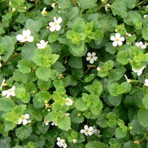 Bacopa Abunda Giant White