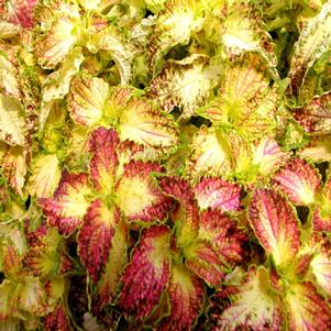 Coleus Glennis 