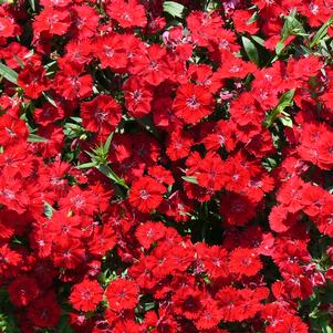 Dianthus Telstar Crimson