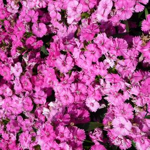 Dianthus Telstar Pink