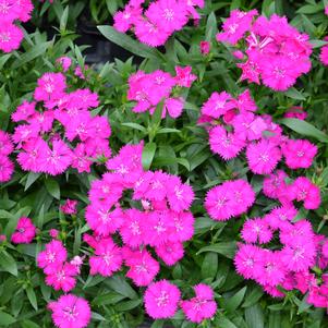 Dianthus Telstar Purple