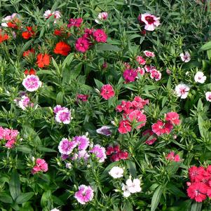 Dianthus Telstar Mix