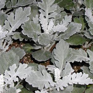 Dusty Miller 