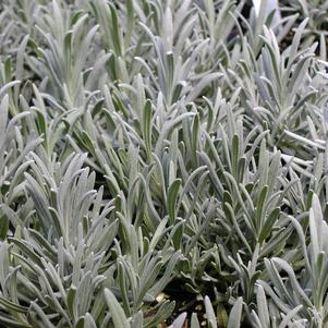 Lavender Fred Boutin
