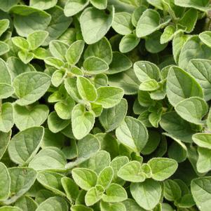 Oregano Greek