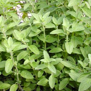 Oregano Italian