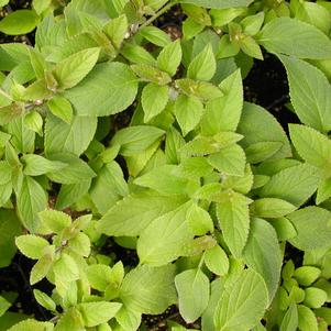 Sage Pineapple
