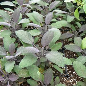 Sage Purple