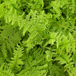 Athyrium felix-femina Victoria