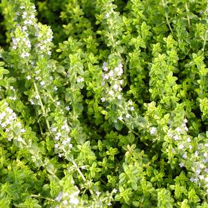 Thyme Lemon (Greenleaf)