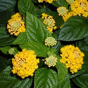 Lantana Pot of Gold