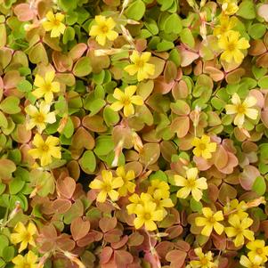 Oxalis Molten Lava