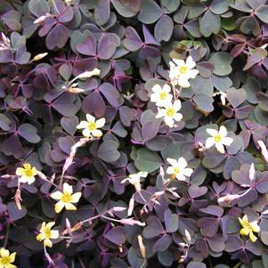 Oxalis Zinfandel