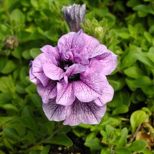 Petunia Double Wave Blue Vein