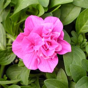 Petunia Double Wave Rose