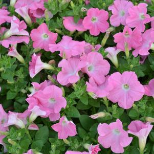 Petunia Easy Wave Shell Pink