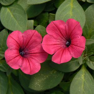 Petunia Tidal Wave Cherry