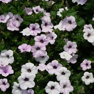 Petunia Tidal Wave Silver