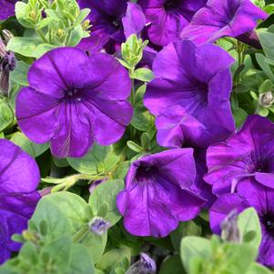 Petunia Wave Blue