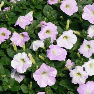 Petunia Wave Mist Lilac