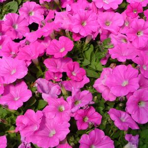 Petunia Wave Pink
