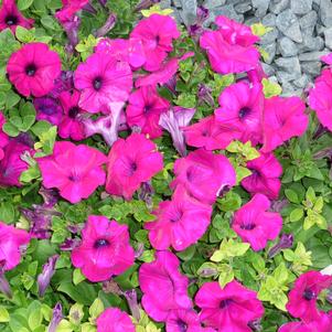 Petunia Wave Purple