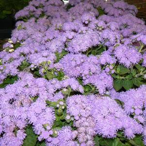 Ageratum Blue Hawaii 
