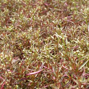 Alternanthera Red Threads 