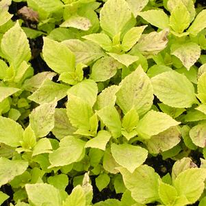 Coleus Gays Delight 
