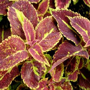 Coleus Saturn 