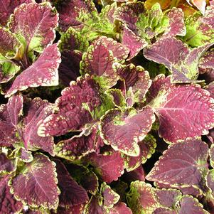 Coleus Sun Jade 