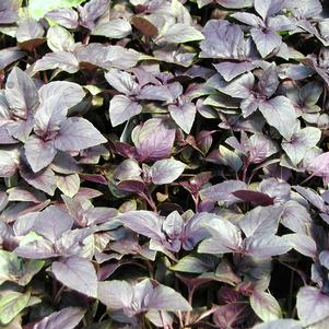 Basil Dark Leaf (Red Rubin) 