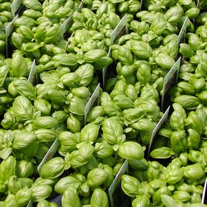 Basil Italian Sweet 