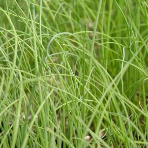 Chives 