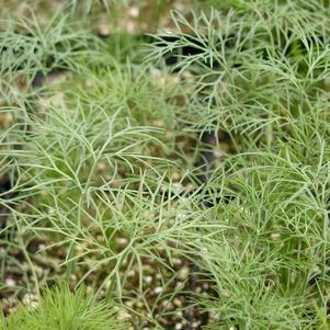 Dill Fern Leaf 