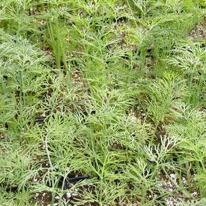 Dill 